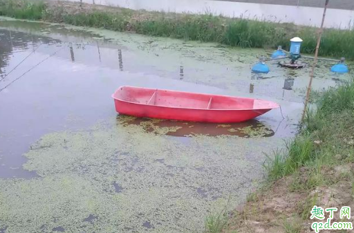 虾塘有蓝藻就必须处理吗 蓝藻爆发有什么危害3